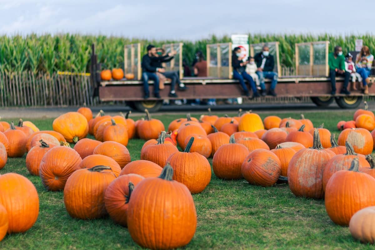 Nyc Pumpkin Patches 